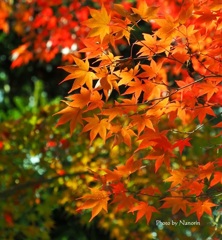 ようやく赤く。