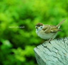 2.ちゅんちゅん