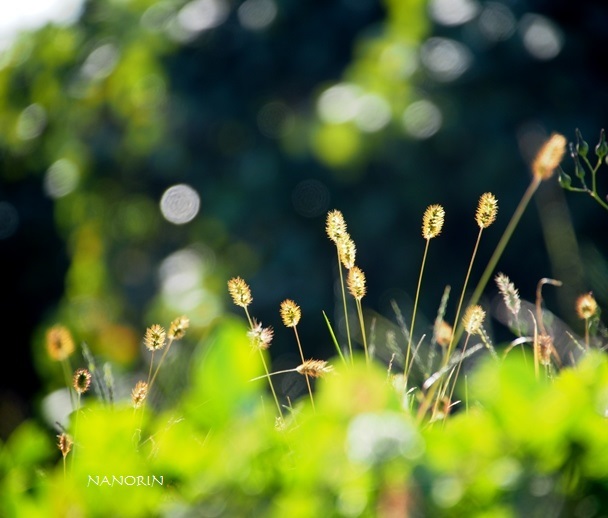 ねこじゃらし。