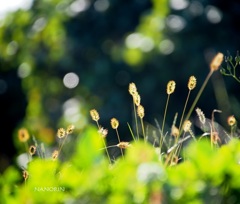 ねこじゃらし。