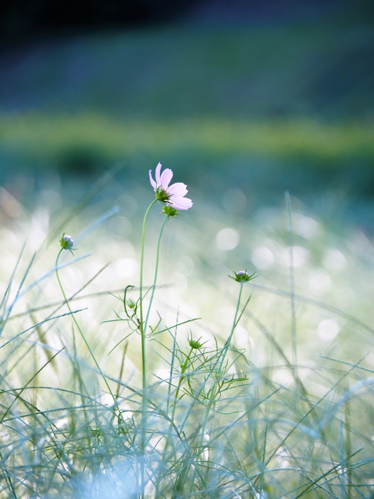恋する花