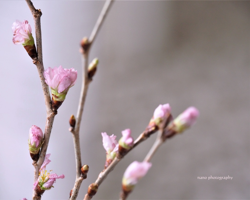 sakura