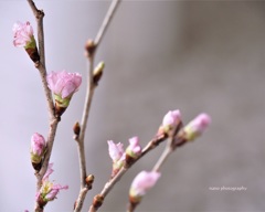 sakura