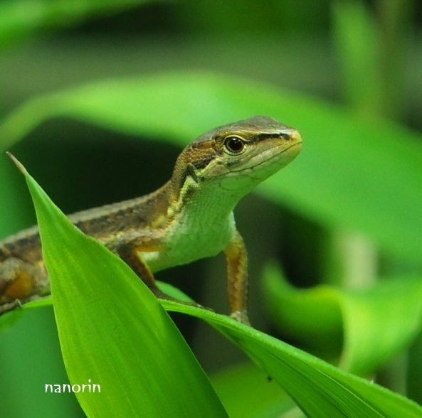 「　やあ！　なのりん！　」