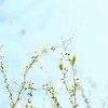 ゆきやなぎ