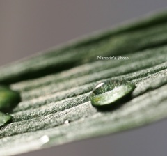 しずくちゃん２。