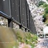 たくさんのおとしもの。