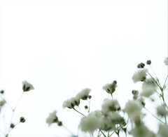 かすみ。