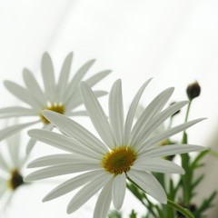 めだまやき。