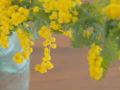 ミモザ咲くころ。