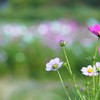 まだ咲いてた1