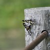 しつれー1