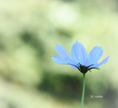 青いコスモス。