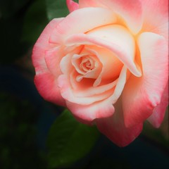 おはよお