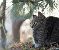 鋭いお顔も猫の魅力