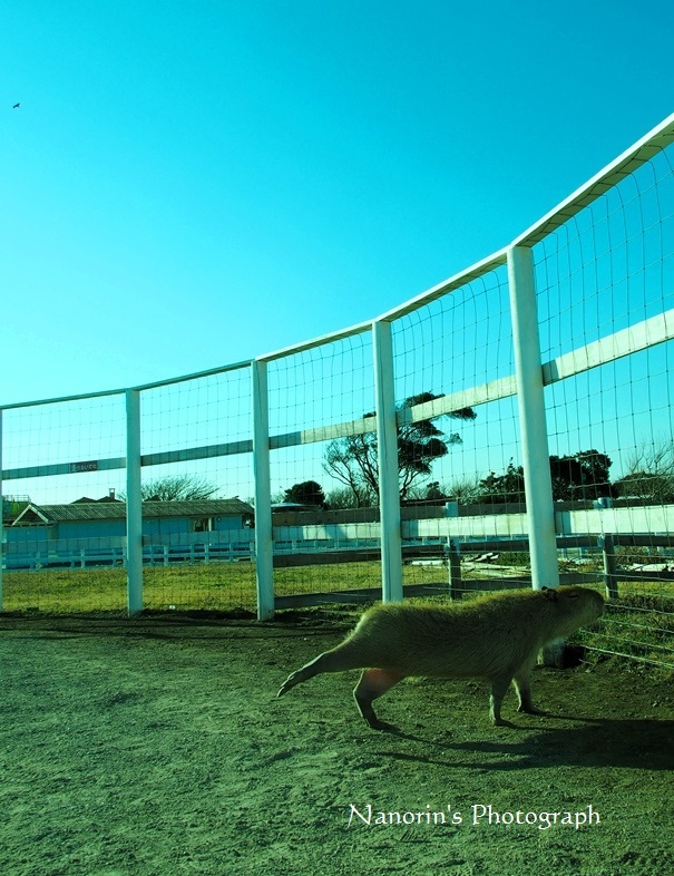 かぴばらものびるんだ。
