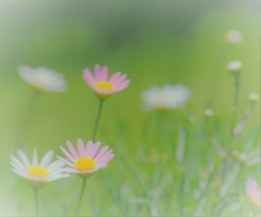 いつもの小さい草花。