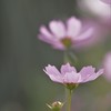 まだ咲いてた３