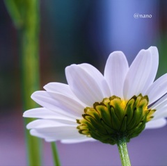 白い花suki