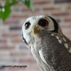 １　フクロウカフェ