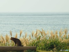 海と　ススキと　野良こ。