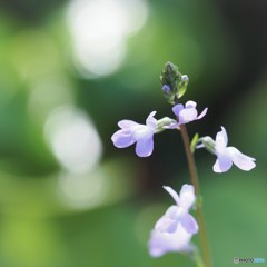 ちっさいちっさい　花。