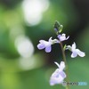 ちっさいちっさい　花。