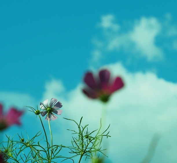 あなたがいる西の方へ。