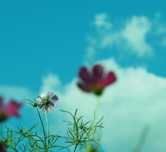 あなたがいる西の方へ。