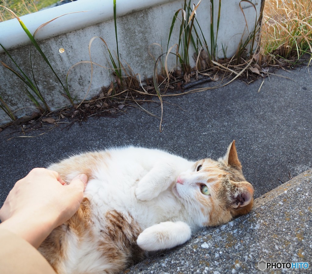 「ごろごろごろ」　のらにゃん5