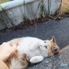 「ごろごろごろ」　のらにゃん5