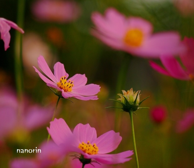 ラストコスモス・・・かな。