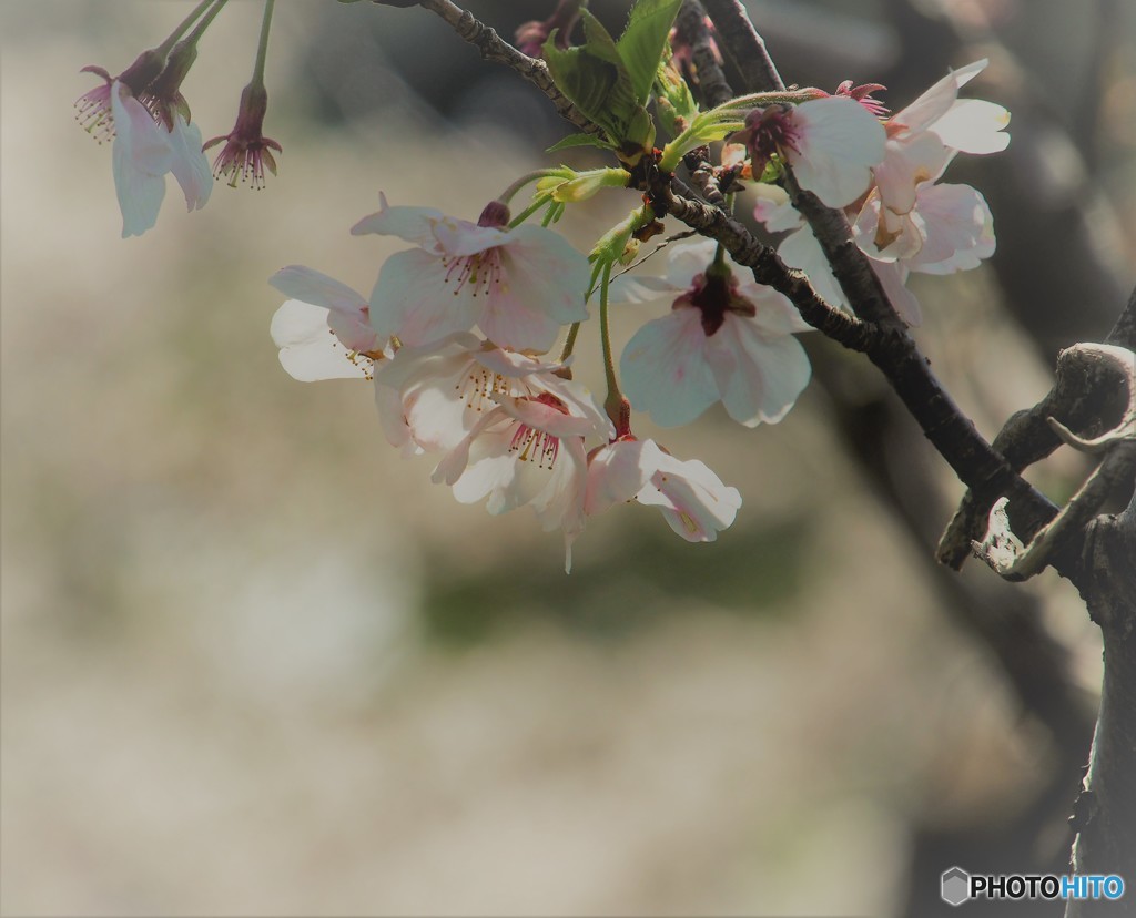桜まだ咲いてるの