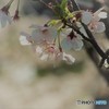 桜まだ咲いてるの