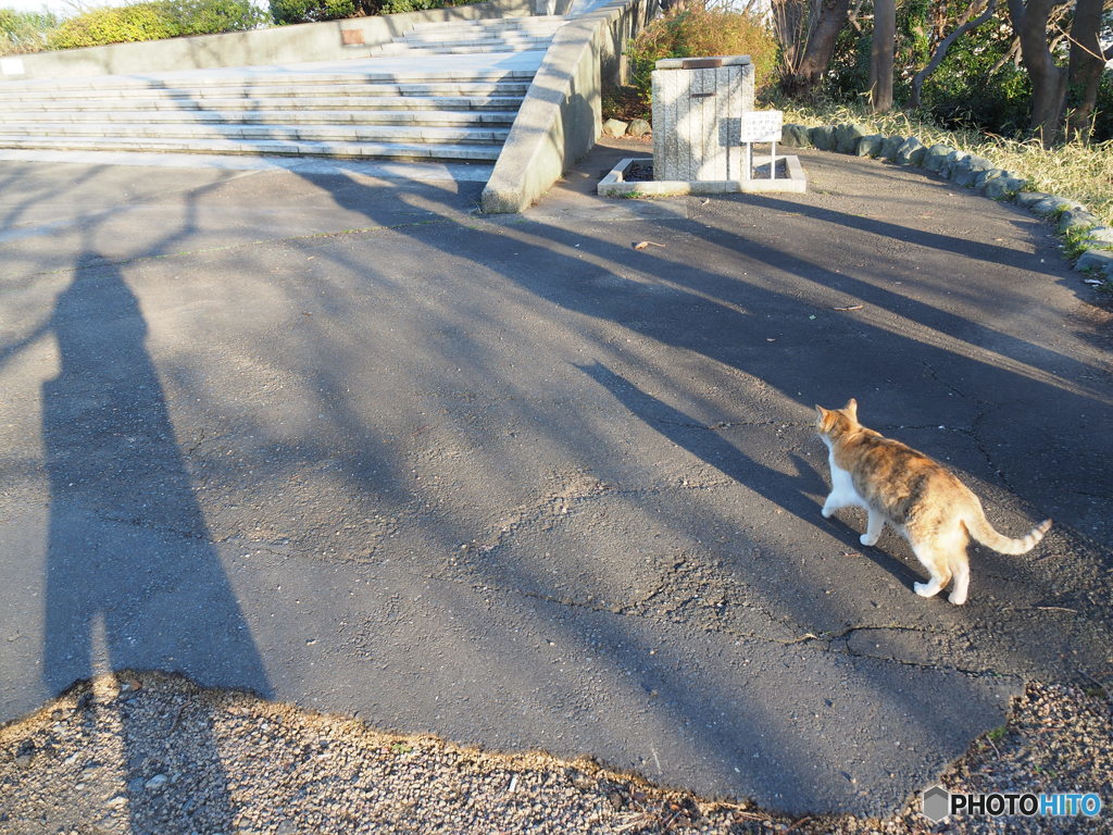 「なのりん　お水飲みたいよ」　のらにゃん３