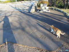 「なのりん　お水飲みたいよ」　のらにゃん３