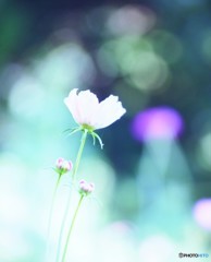 夢みたい