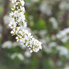 白い花３