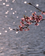 ②　河津桜　湖面のキラキラと一緒にいたくて。