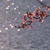 ②　河津桜　湖面のキラキラと一緒にいたくて。