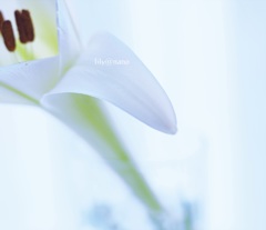 lily