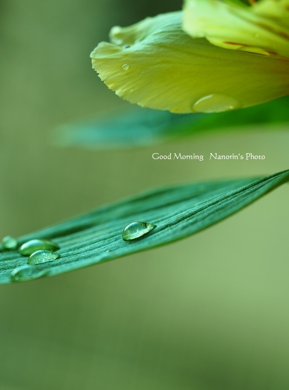 しずくちゃん。