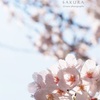 平成最後のサクラちゃん１