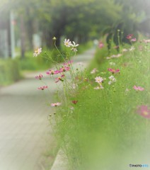 nano cosmos5