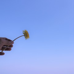 たんぽぽぽぽ。