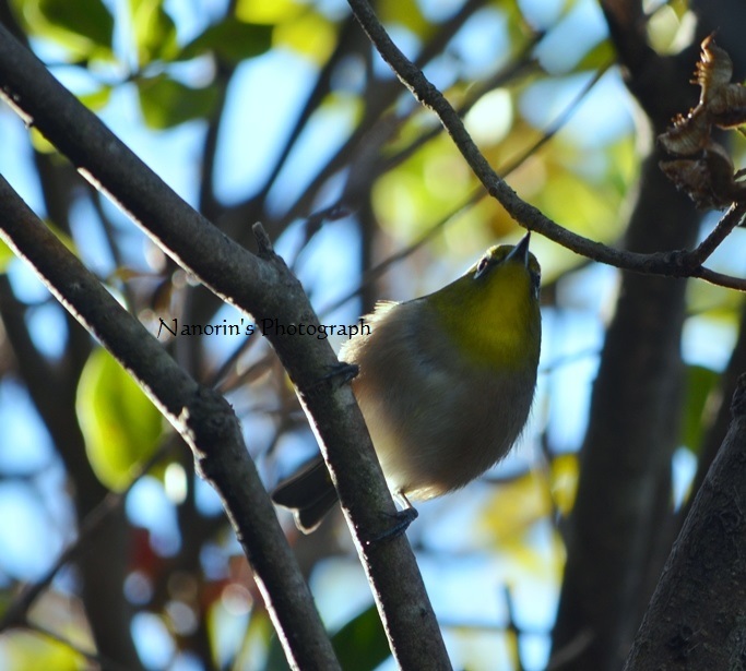 ビロードのおなか。
