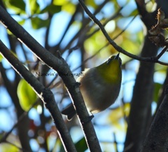 ビロードのおなか。