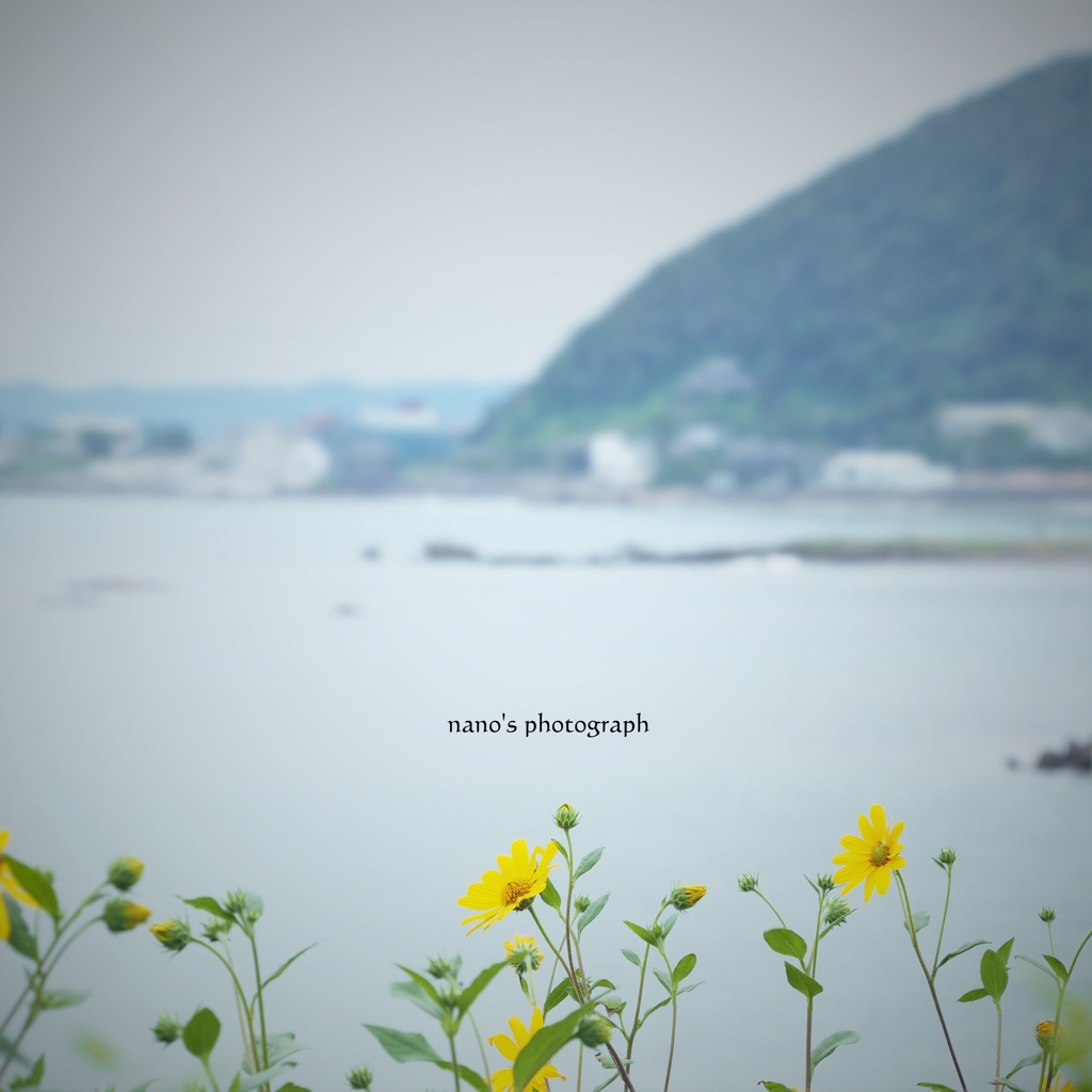 黄色い花