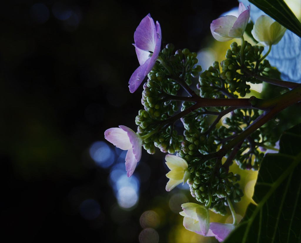 色付き紫陽花