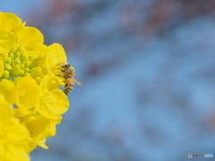 黄色のごちそう。